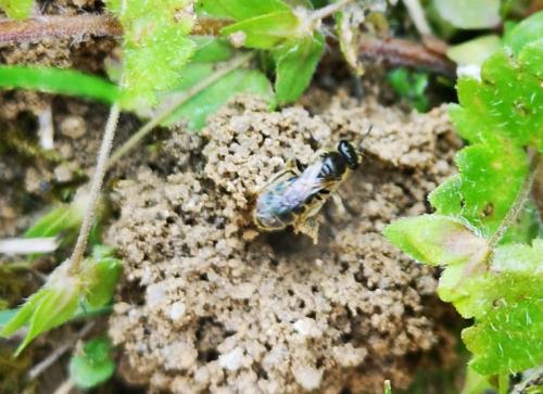 Réf. 252 643 : Lasioglossum sp.